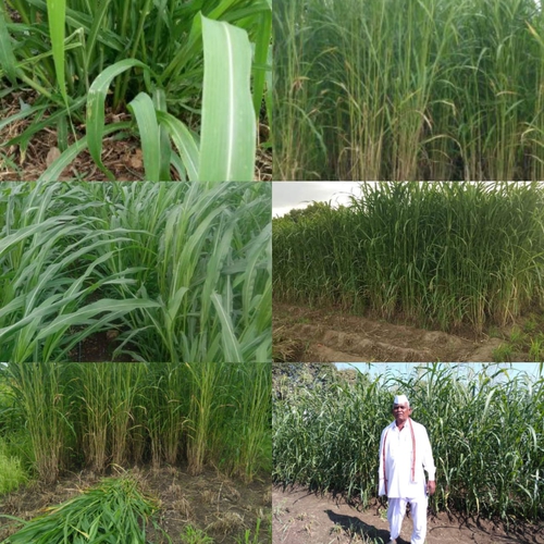 Grocery — Grass, Maharashtra, India