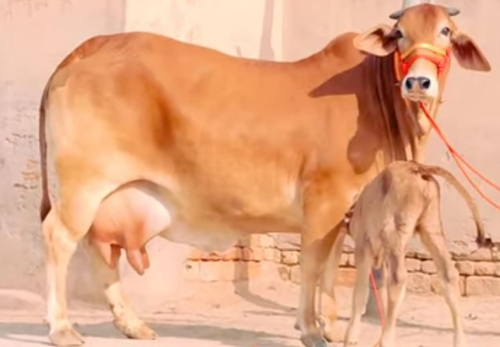 Cow — Sahiwal cow, Jaipur, Rajasthan