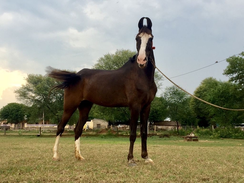 Marwari Horse — photo 4
