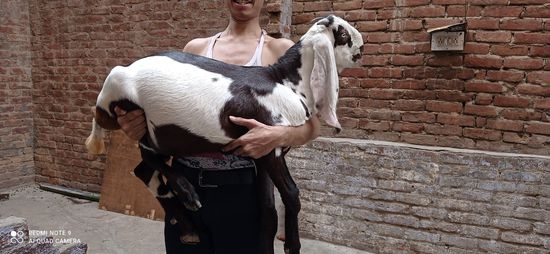 Hyderabadi Goat — photo 2