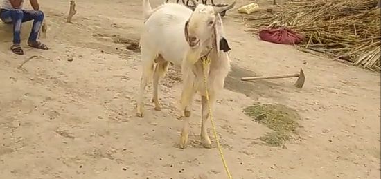 All goat breed available — photo 4
