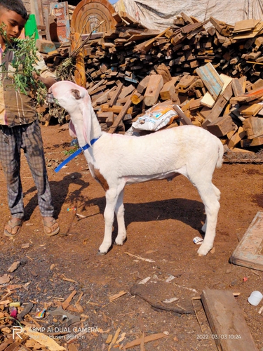 Mashaallha quality hanutel male available for sell — photo 2