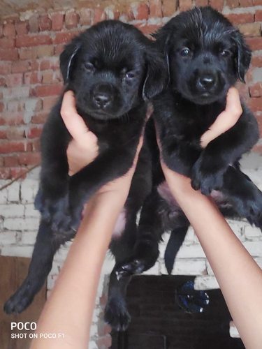 Black Labrador