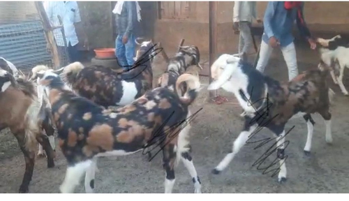 All breed Goats — photo 2
