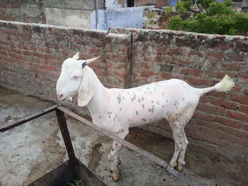 Gujri  ajmeri  totapari mix Desi — photo 3