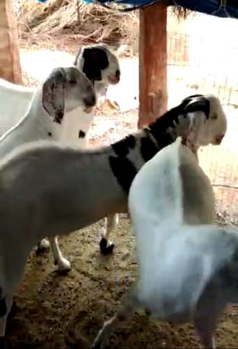 Sojat Goat — photo 2