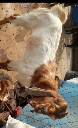 Totapari Goat — photo 4