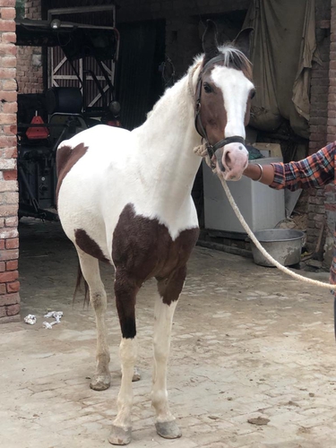 Marwari Horse — photo 2