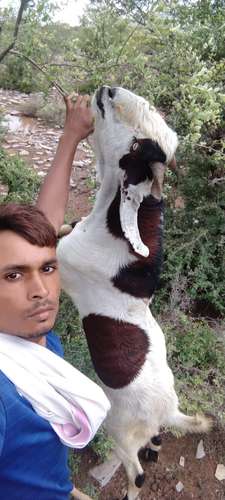 Goat — photo 4