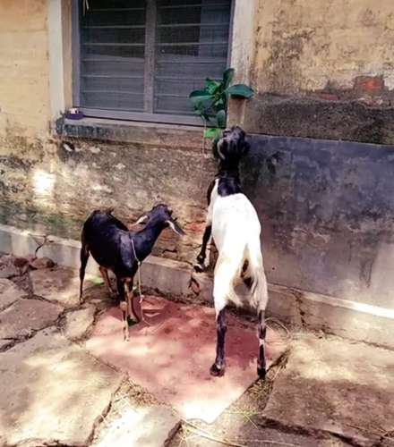 Goat — photo 2