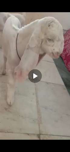 Baby Gulabi Goat — photo 3