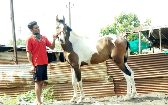 19 month Colt sell — photo 4