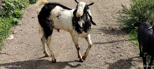 Kota Goat — photo 3