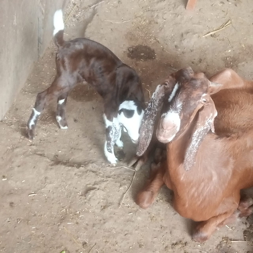 Gujari Goat — photo 3