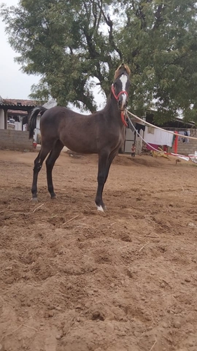 Marwari Horse — photo 2