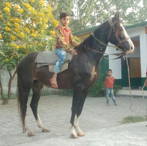 Chambhi Horse — photo 2