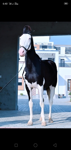 Nukra horse — photo 3