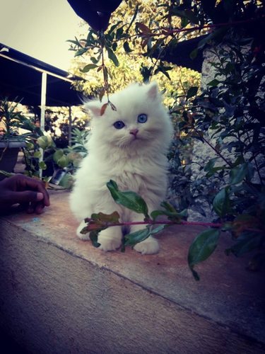 Others — Persian kittens for sale, Maharashtra, India