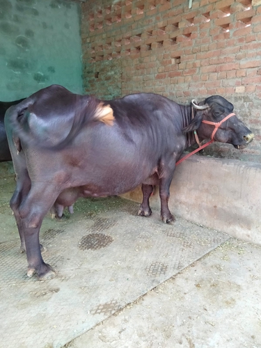 Buffalo — Murrah Buffalo, Punjab, India