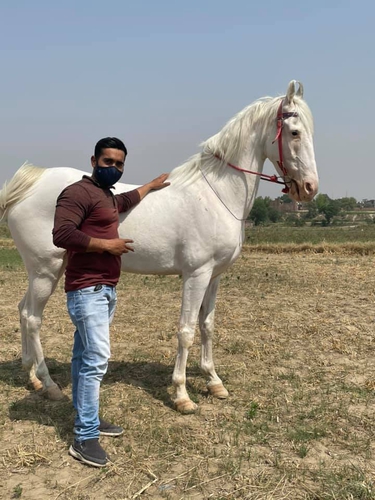 Nukra horse — photo 3