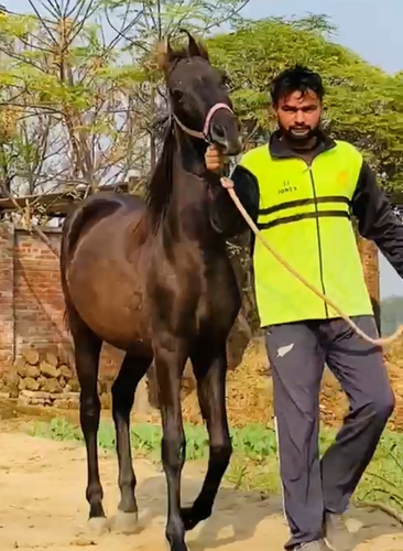 Marwari Horse — photo 2