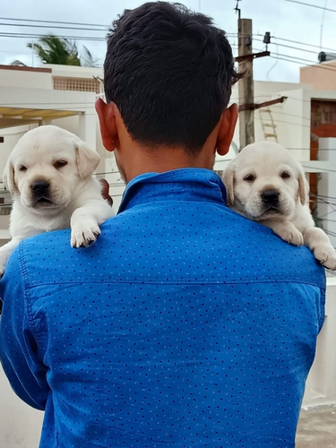Lab Puppy — photo 3