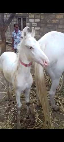 Punjabi horse — photo 3