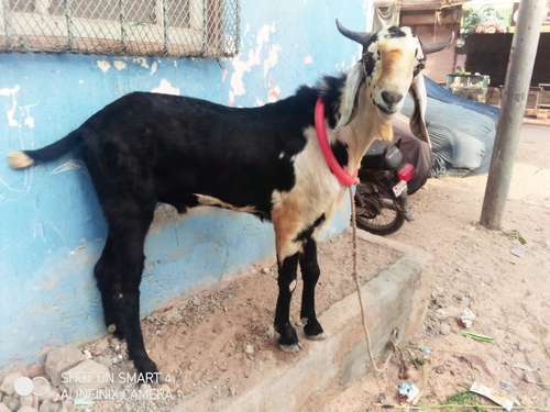 Panjabi Goat — photo 6