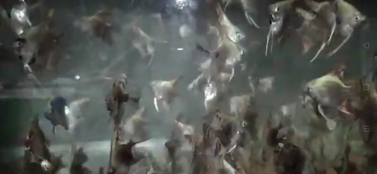 Angel fish  — photo 4