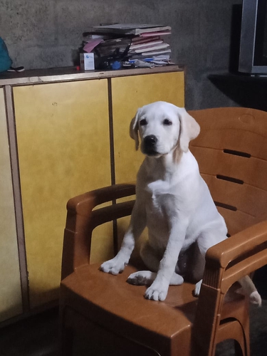Labrador puppy — photo 4