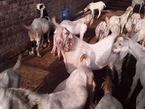 Sojat Goat