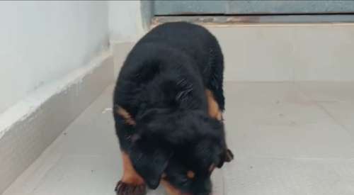 Rottweiler Puppy🐶 — photo 5