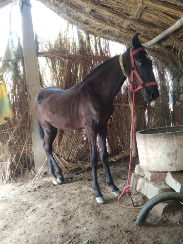 Marwadi Horse 🐎 — photo 2