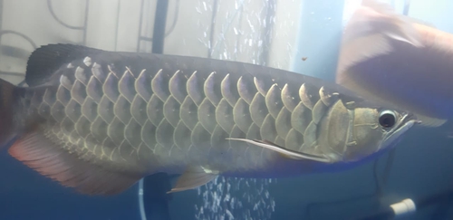 High Back Golden Arowana Fish — photo 3