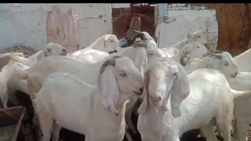 Sojat Goat — photo 2