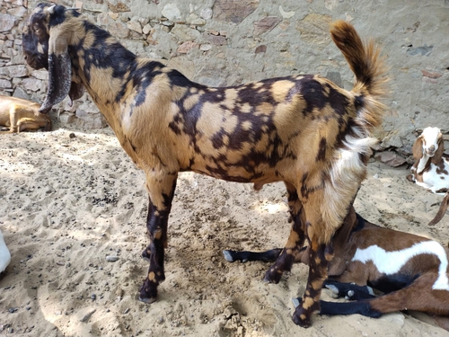 All Breed Goats Available — photo 6