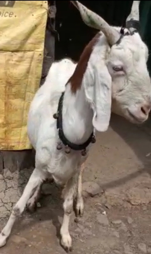 Jamunapari Goat