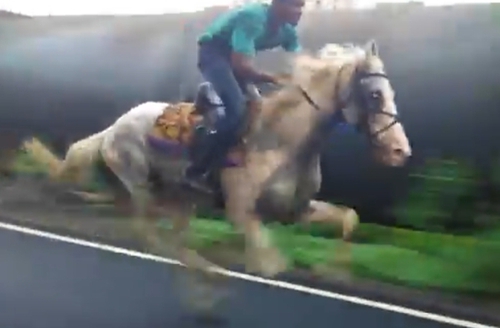 Marwari Horse — photo 2