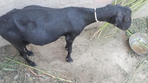 Desi goat — photo 2