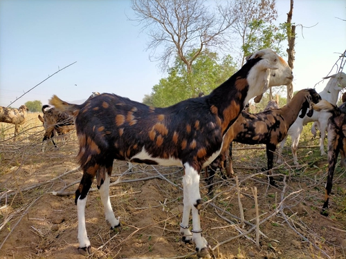 Gujari female Goat — photo 2