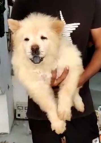 Chow Chow Puppy