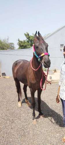 Horse marwadi & kathiyawadi mix — photo 3