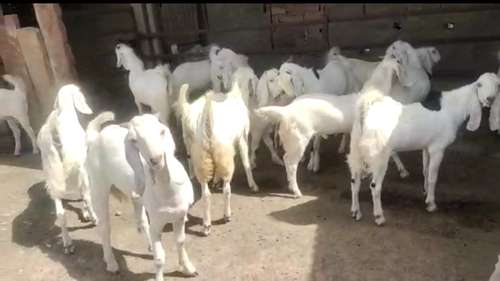 Sojat Goat