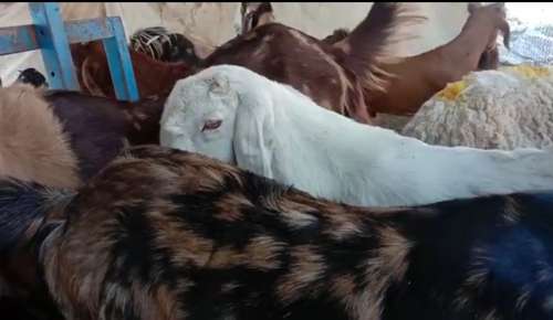 Sirohi Goat — photo 2
