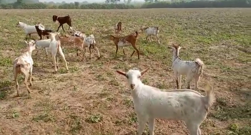Goat — photo 2