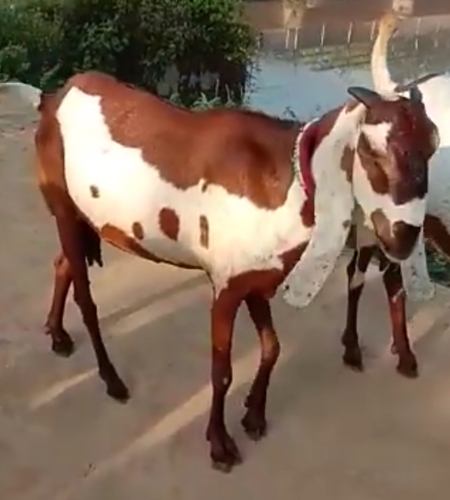 Goat