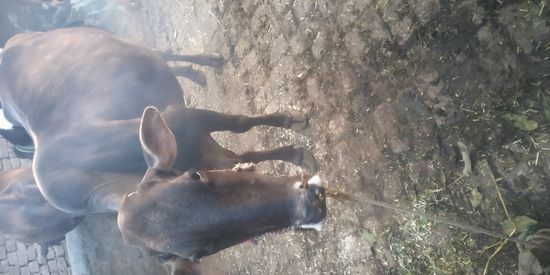 Desi cow