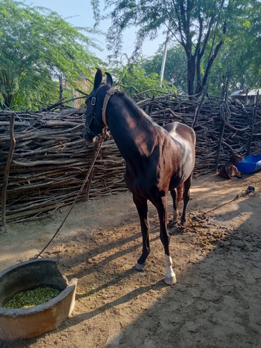 Horse — photo 2