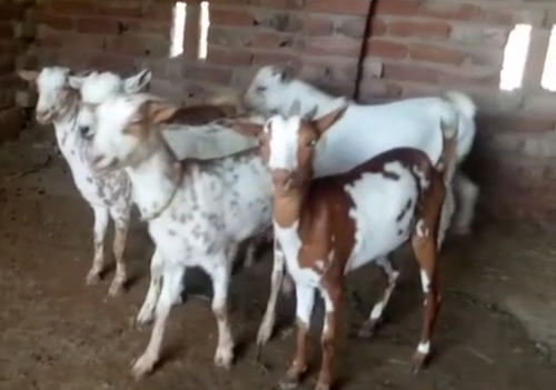 All Breed Goat — photo 2