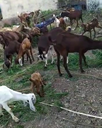 More Breed Goat Available